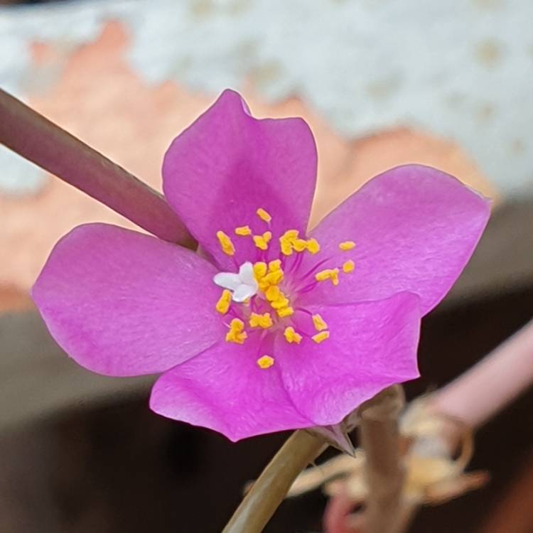 plant image 1229463