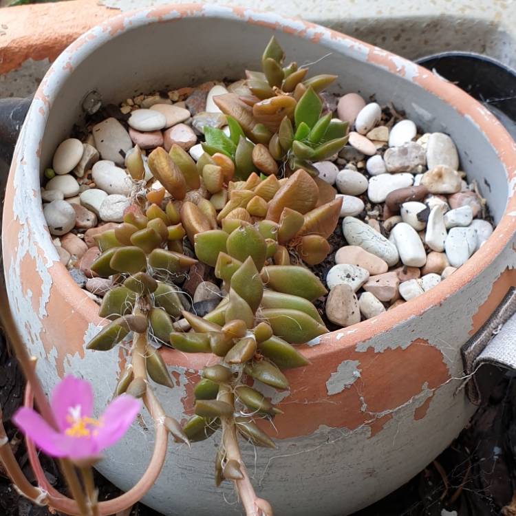 plant image 1229464