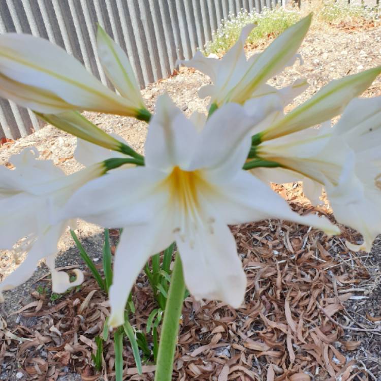 plant image 1239275