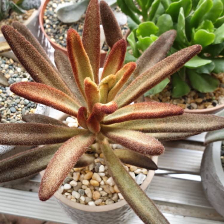 Plant image Kalanchoe Tomentosa 'Dorothy Brown'