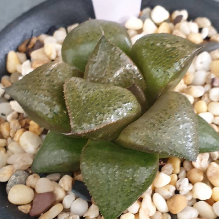 plant image 1251208