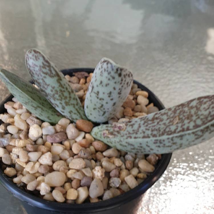 Plant image Adromischus 'Marianiae Clan William'