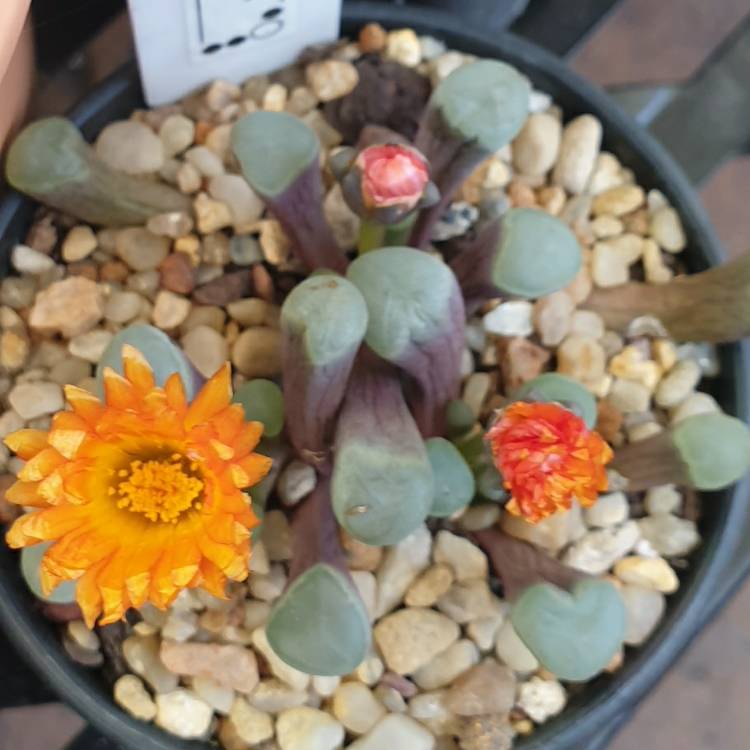 Plant image Fenestraria aurantiaca 'Fireworth '