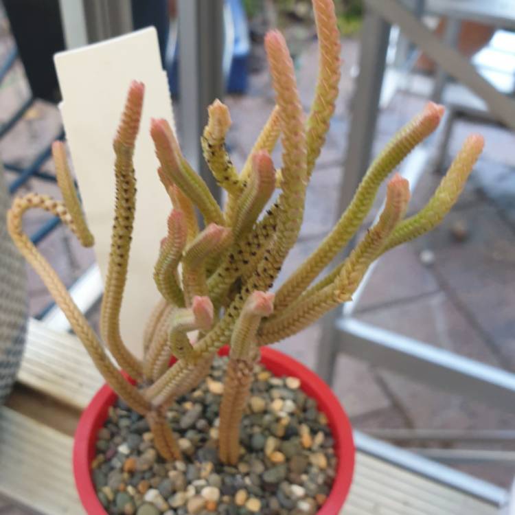 Plant image Crassula muscosa var. variegata