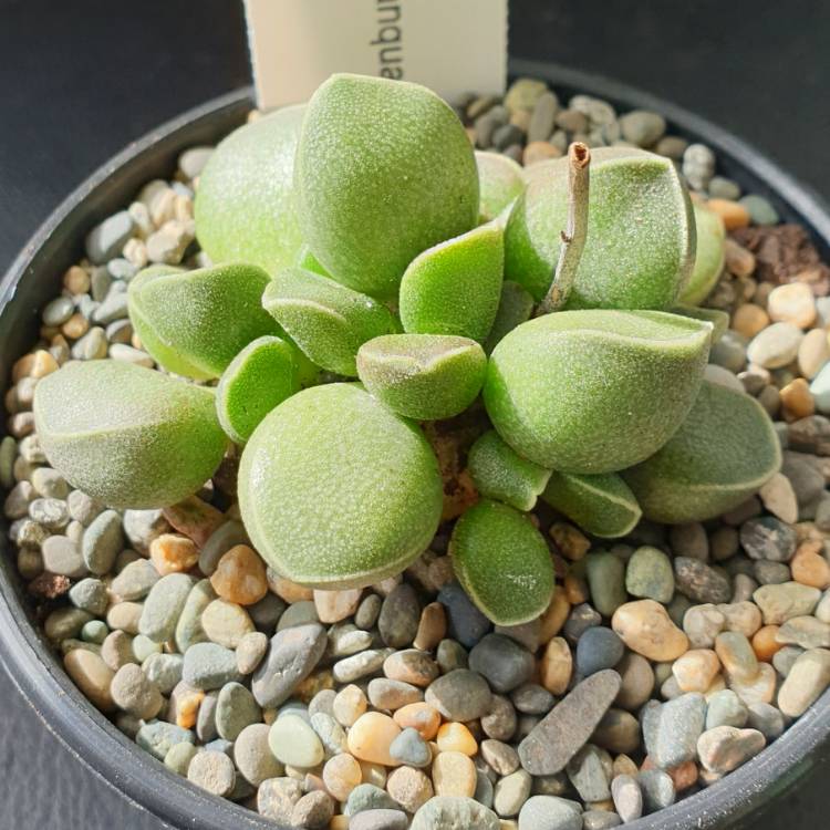 plant image 1378521