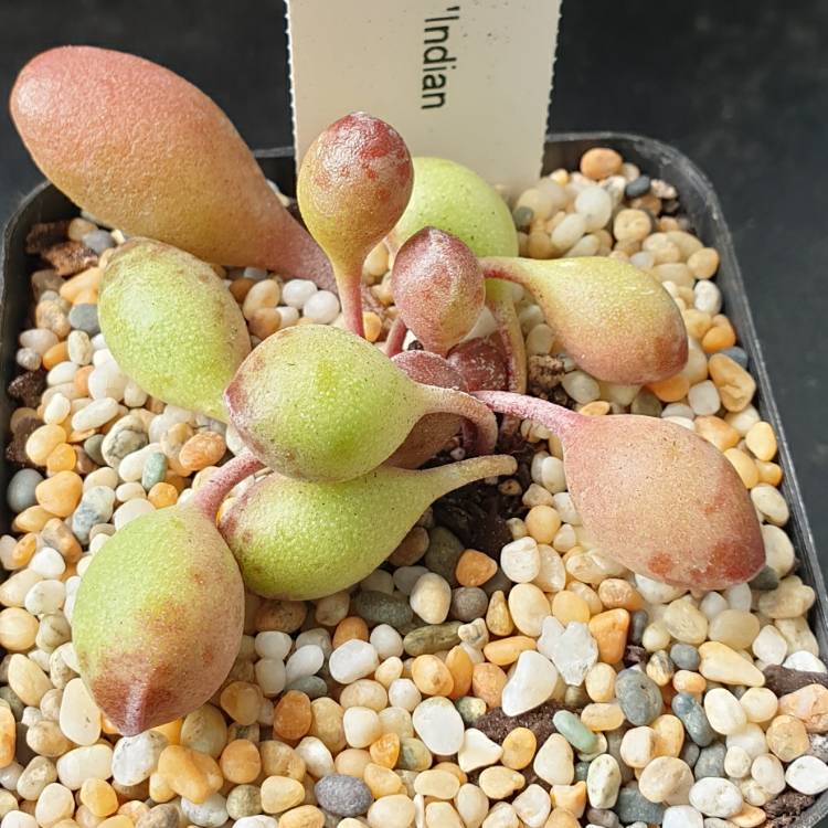 Plant image Adromischus Cristatus var. Cristatus