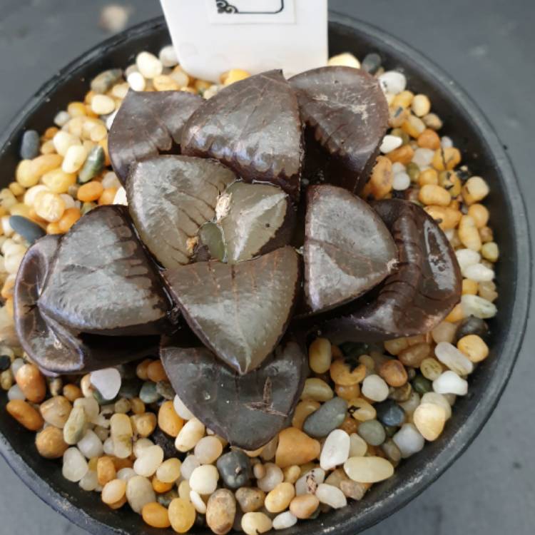 Plant image Haworthia Tropical Night