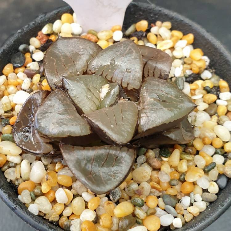 Plant image Haworthia Tropical Night