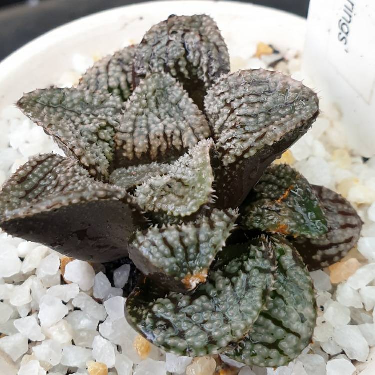 plant image 1428420
