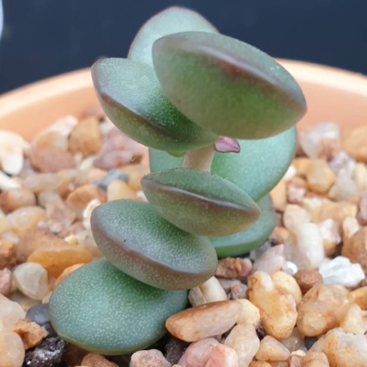 plant image 1432983