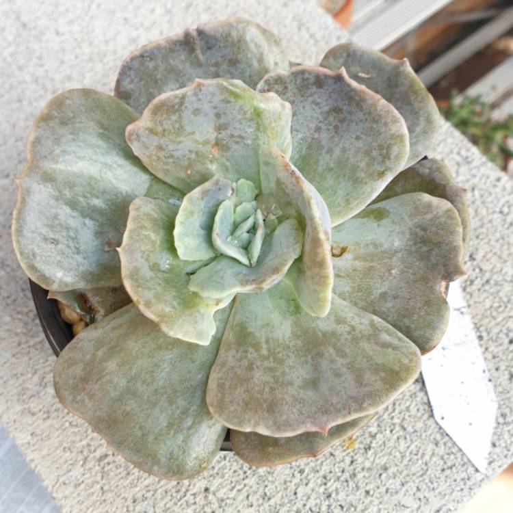 Plant image Echeveria Lilacina Monstrose