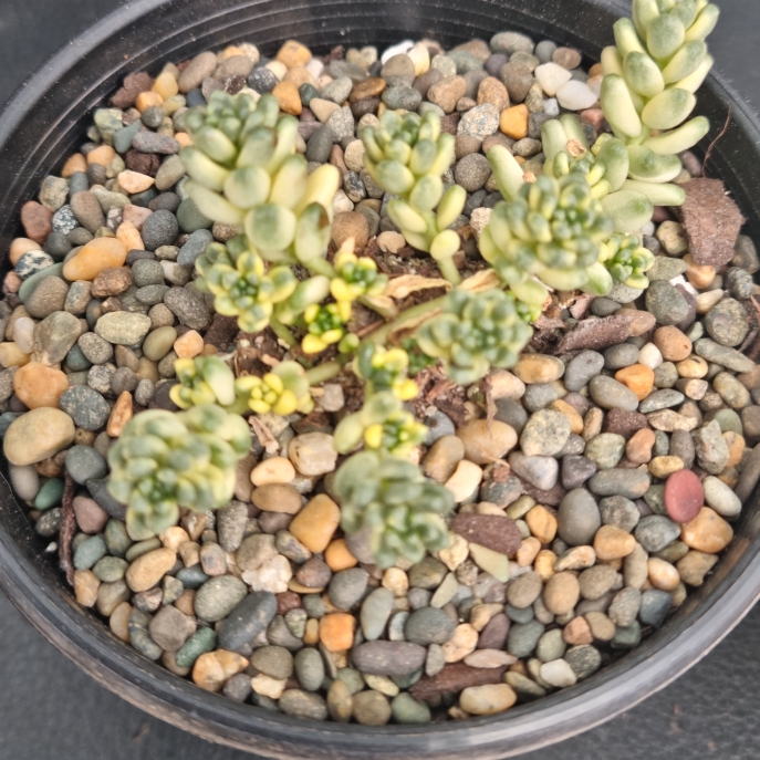 Plant image Sedum Orizifolium Variegata