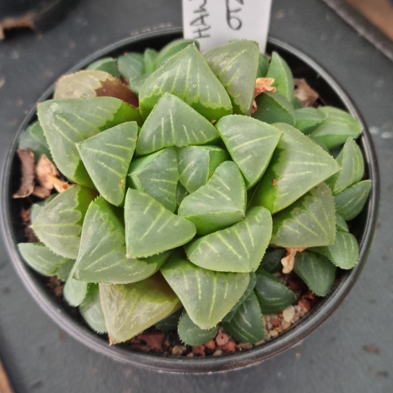 Plant image Haworthia mutica var. 'Otzenii'