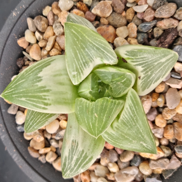 plant image 1572116