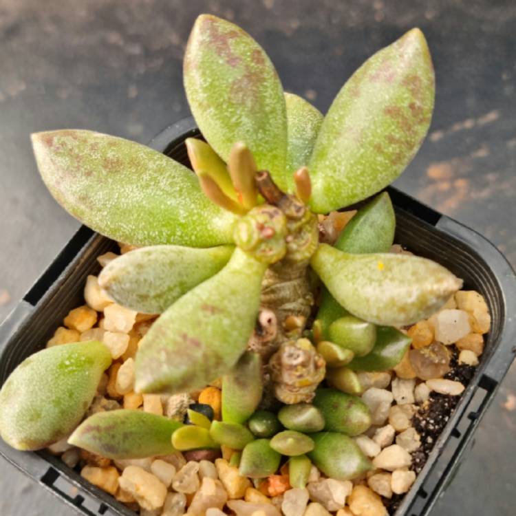 plant image 1572666