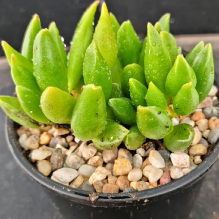 Plant image Adromischus marianiae 'Tanqua'