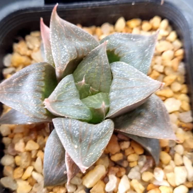 Plant image Haworthia magnifica var. Acuminata