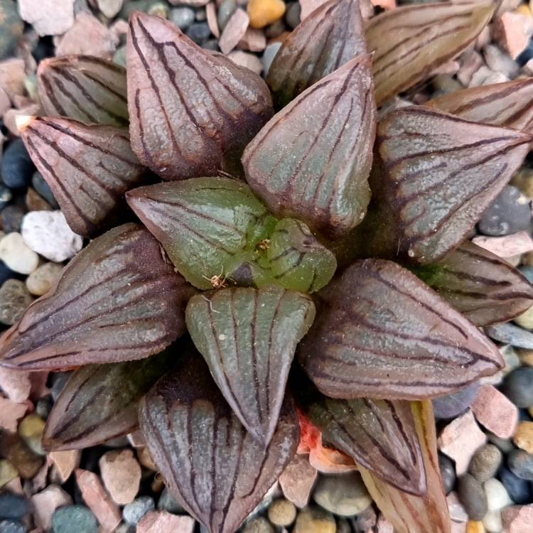 Plant image Haworthia atrofusca 'Watermelon'