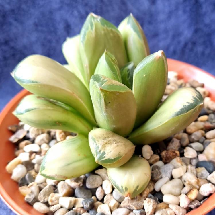 Plant image Haworthia Pale Peace