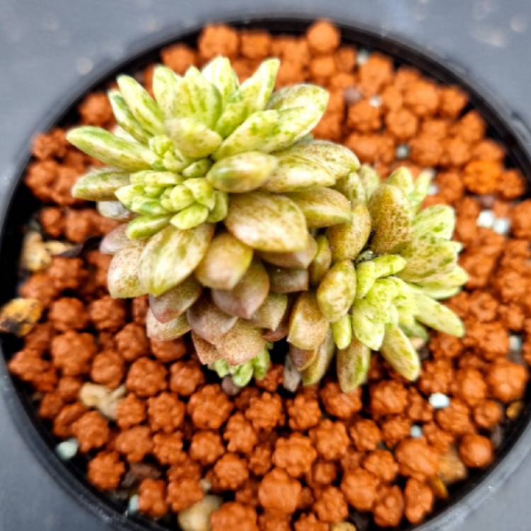 plant image 1688596