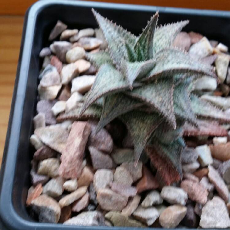 plant image 702285