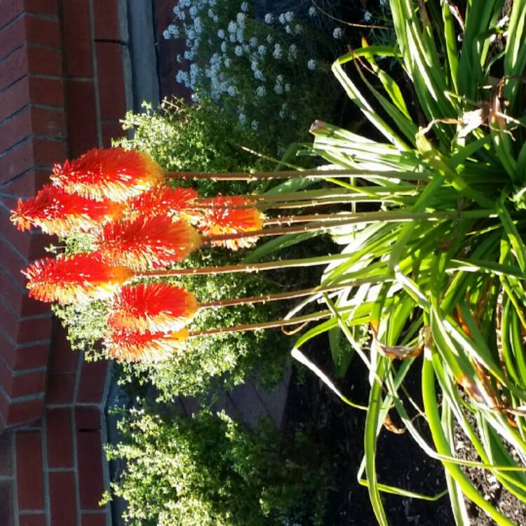 Plant image Kniphofia 'Winter Cheer'