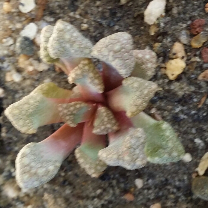 plant image 738723 plant image 738723