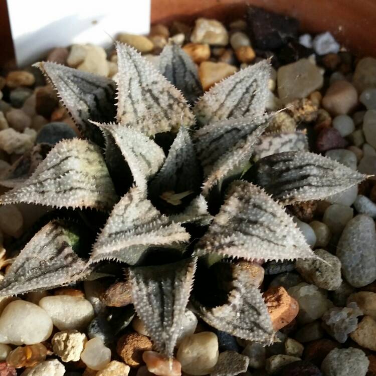 plant image 738741 plant image 738741