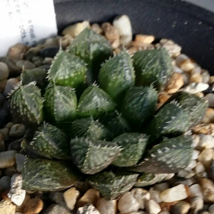 plant image 738759