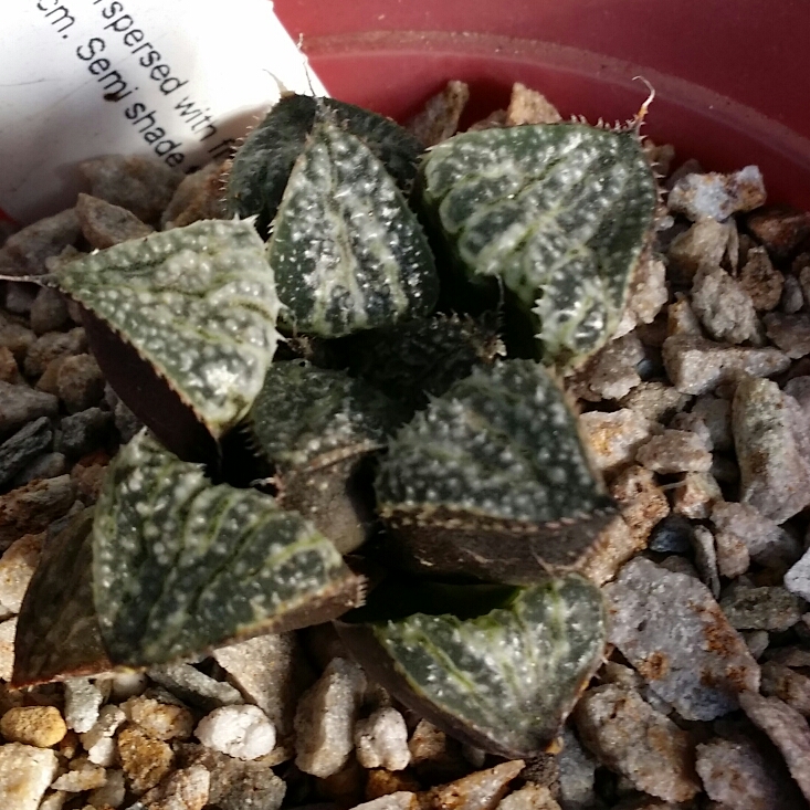 Plant image Haworthia emelyae 'Snow Scene'