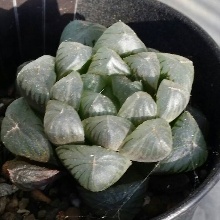 Plant image Haworthia cooperi var ' No 60' 