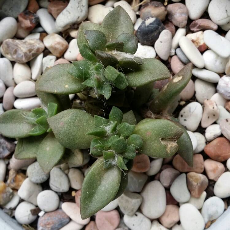 plant image 740729