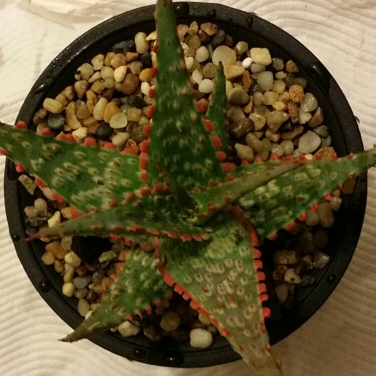 plant image 754174