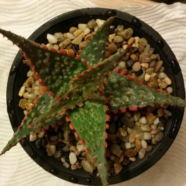Plant image Aloe 'Carmine'