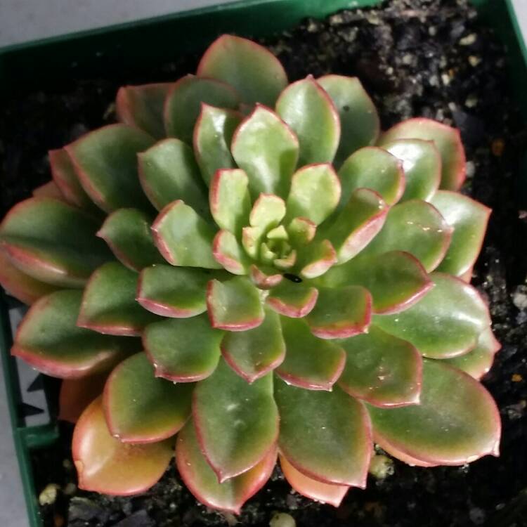 Plant image Echeveria Agavoides Jade Point