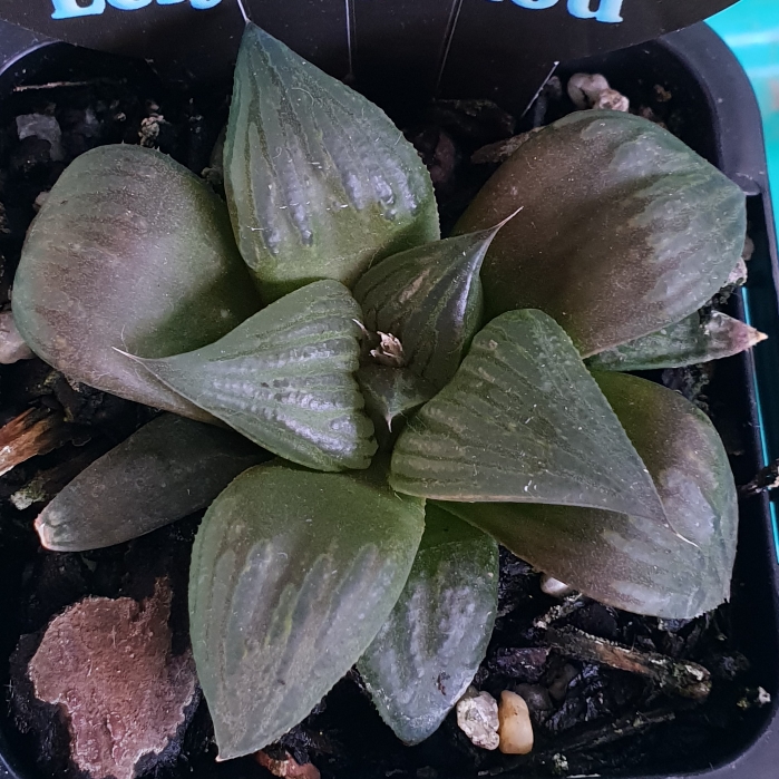 Plant image Haworthia Leyingshou