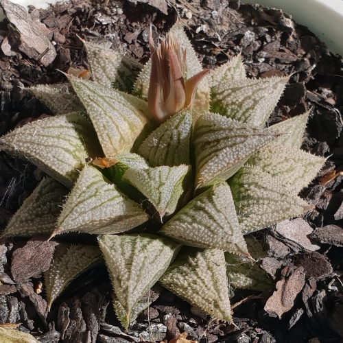 plant image 801118 plant image 801118