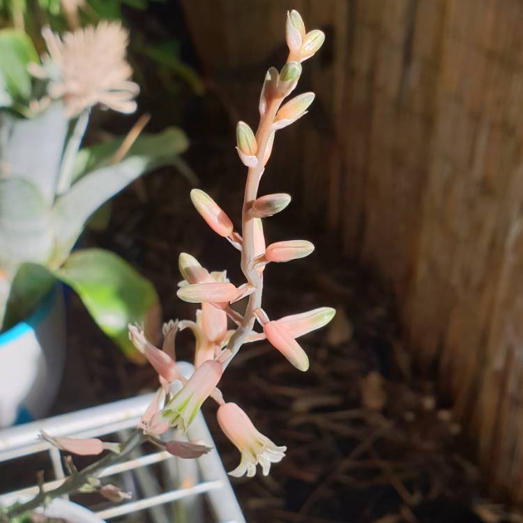 Plant image x Gasterhaworthia 'Rosava'