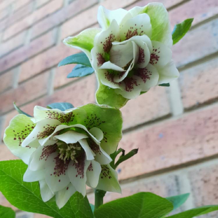 plant image 827887
