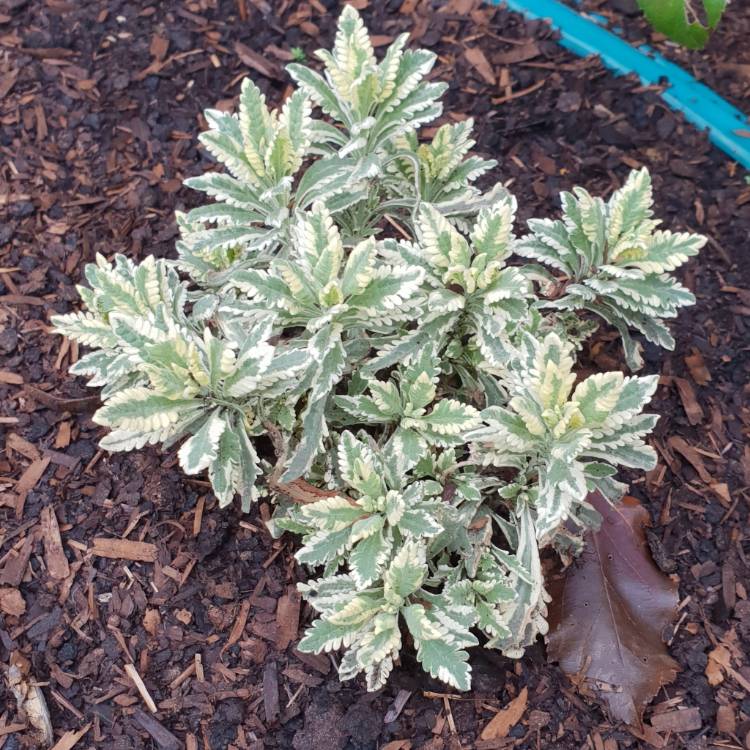 Plant image Lavandula x heterophylla (Gaston Allard Group) 'Meerlo' Syn. Lavandula x allardii 'Meerlo', Lavandula allardii 'Meerlo'