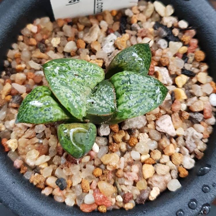 plant image 875667
