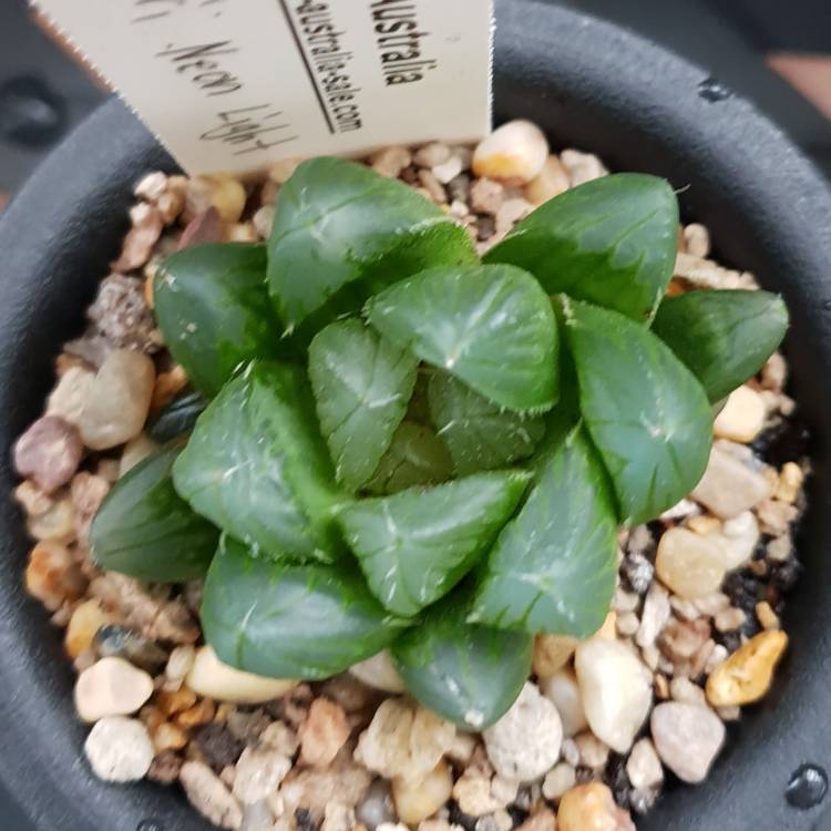 Plant image Haworthia Cooperi var. Neon Light