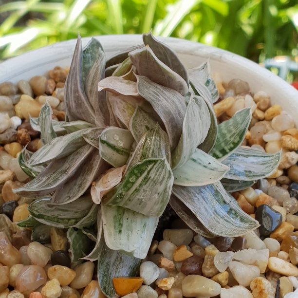 plant image 881362