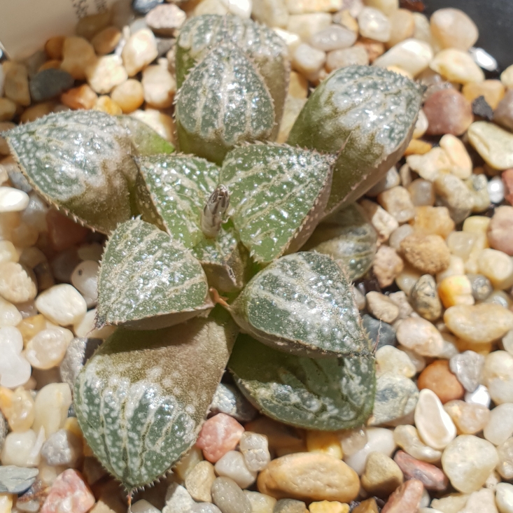 Plant image Haworthia emelyae 'Snow Scene'