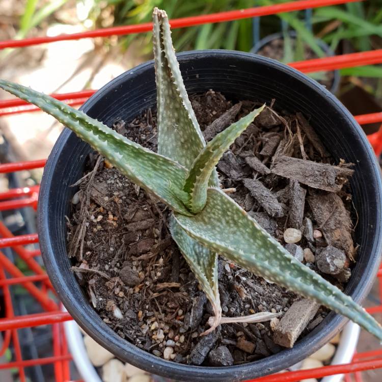 Plant image Aloe 'Pluto'