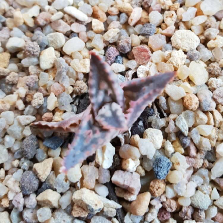 Plant image Aloe 'Bright Star'