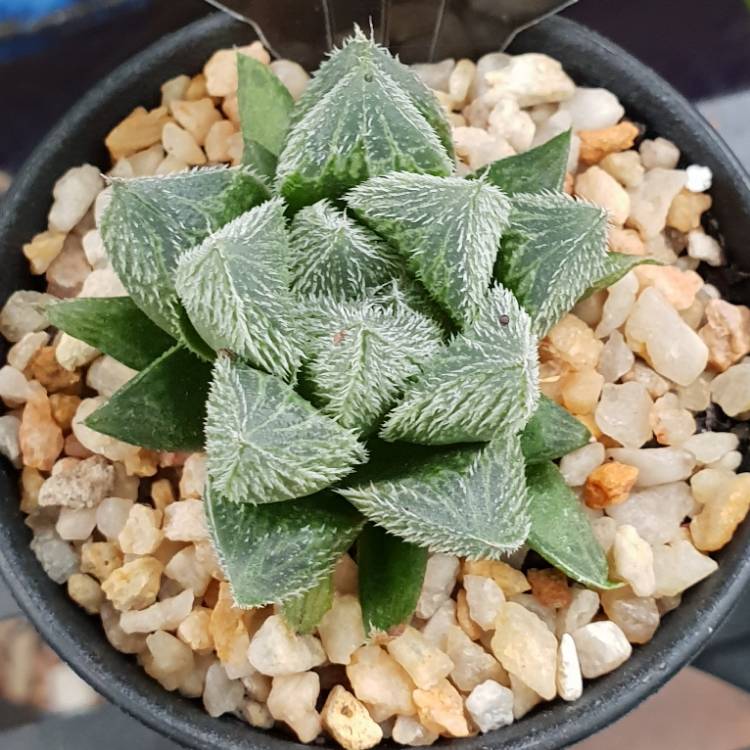 Plant image Haworthia Cooperi var. Venusta