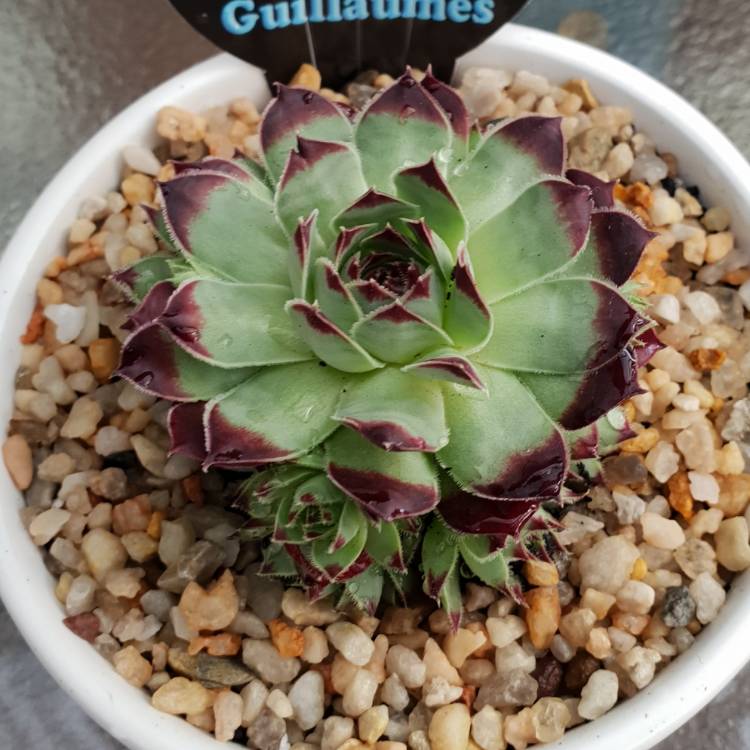 Plant image Sempervivum Calcareum Guillaumes