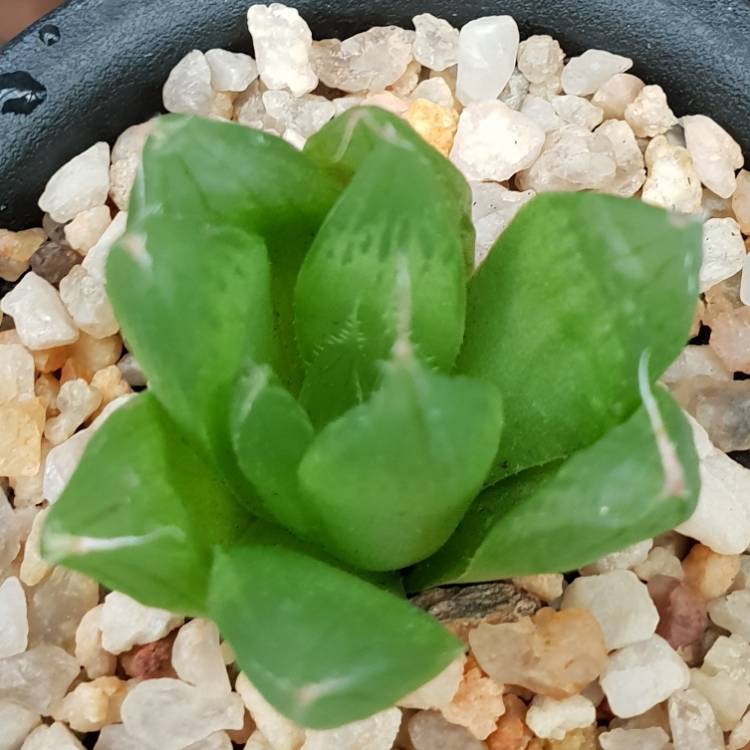 Plant image Haworthia cooperi var. leightonii