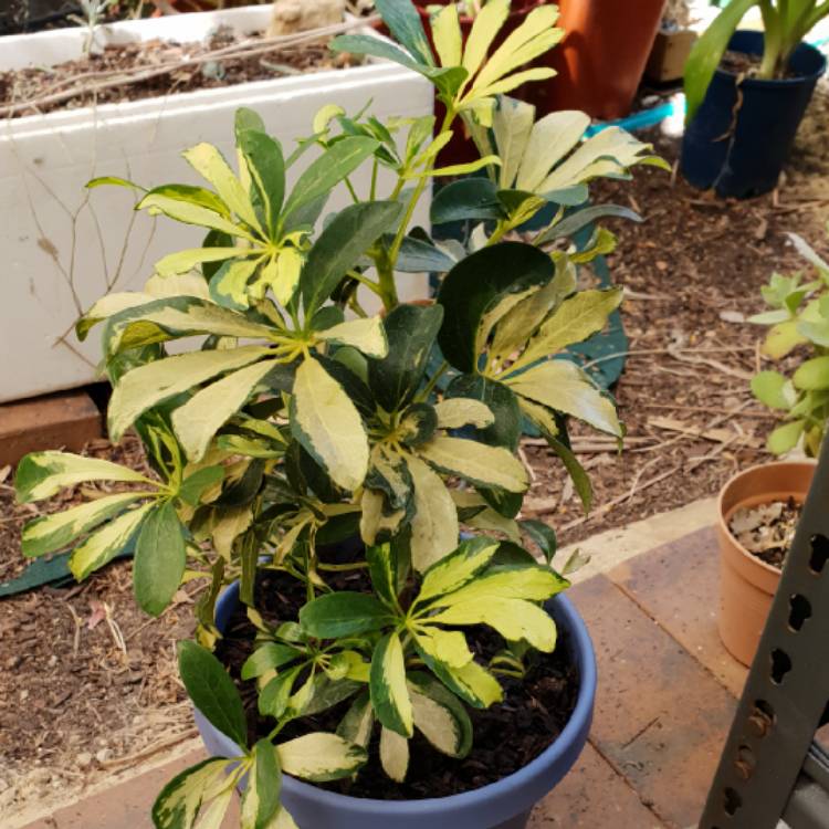 Plant image Schefflera arboricola 'Madam de Smet'